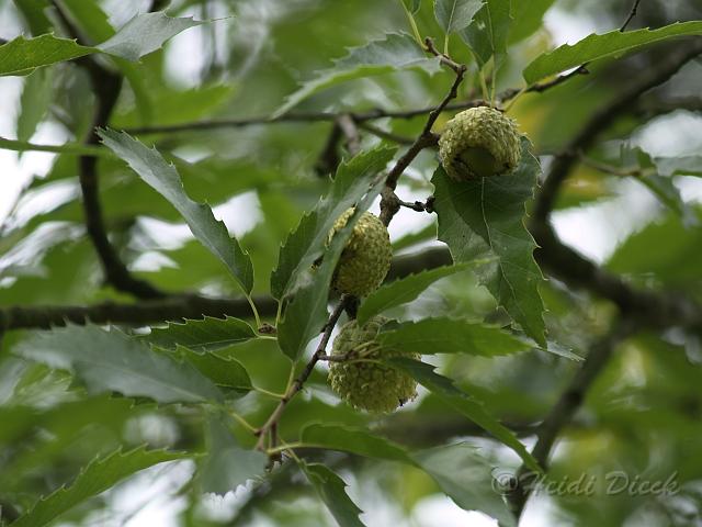 Quercus libani.JPG